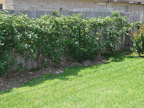 Black Berry plants on left side of front yard will soon be full of berries.