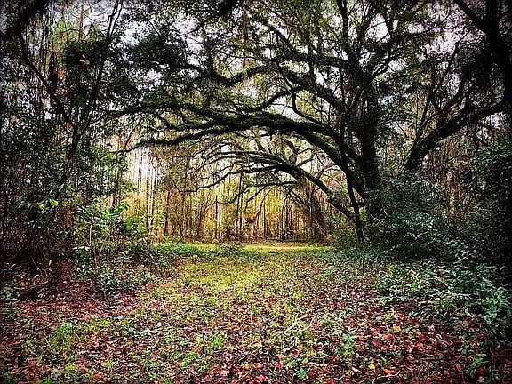 majestic live oak parks