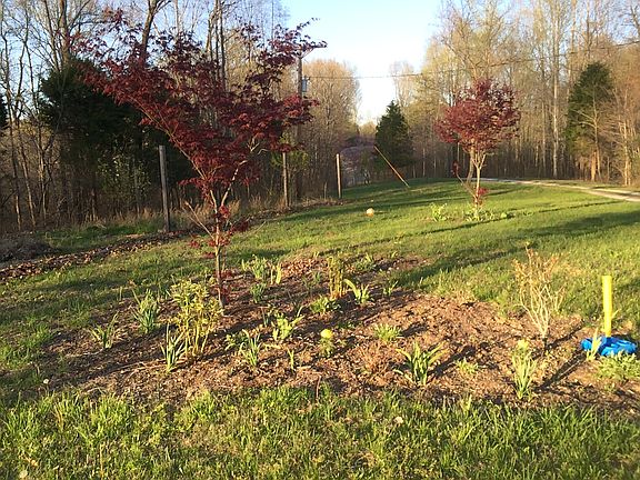 Easy to Manage Flowers