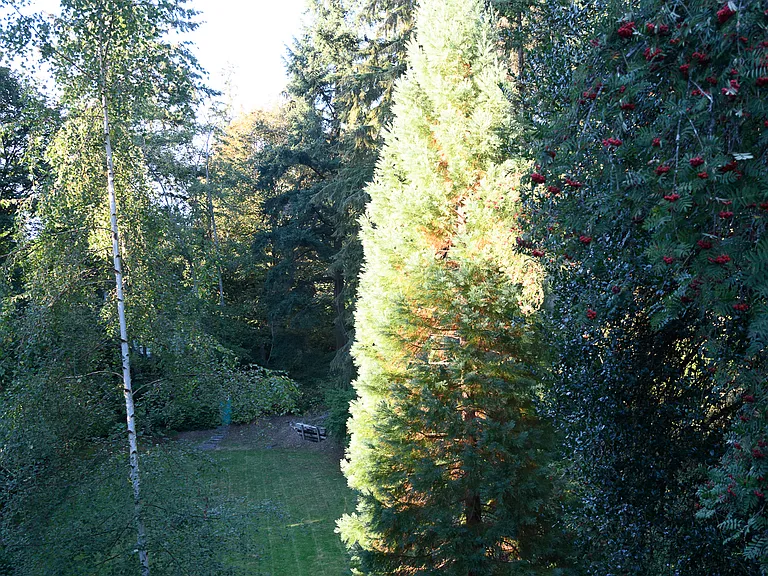 Back yard from the deck. That's a redwood tree on the right and an aspen growing near the deck. Just beyond the grass is Yost Park.