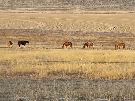 Horses in Pasture 2