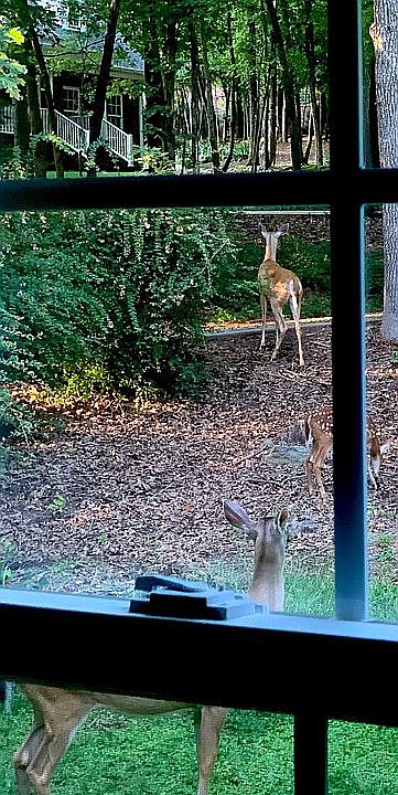 View from kitchen