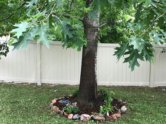 Oak Tree in Backyard
