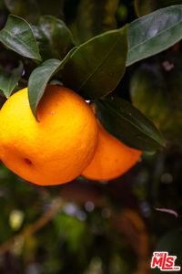 (Undisclosed Address), Somis, CA, 93066