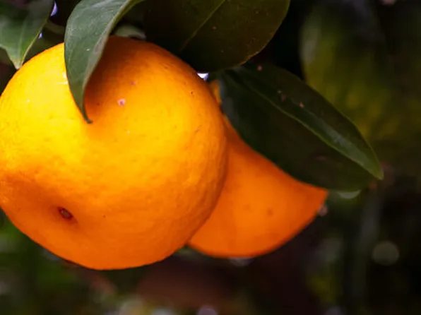 (undisclosed Address), Somis, CA 93066