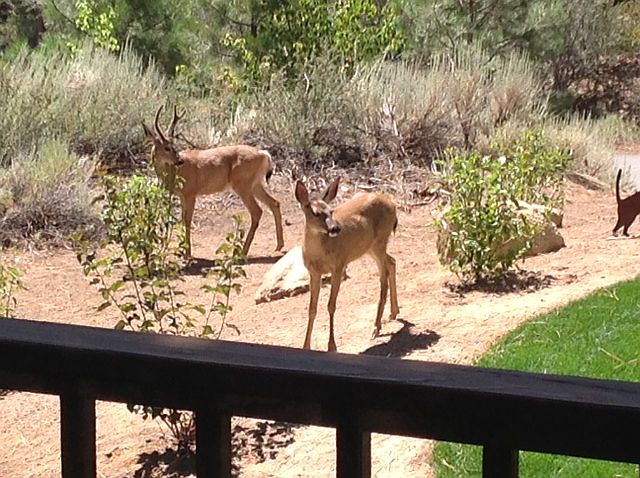 The Neighbors