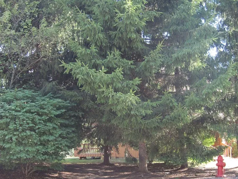side grounds