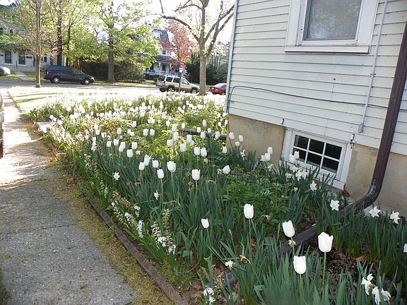 Side flower garden with more Tulips and Andersen basement wi