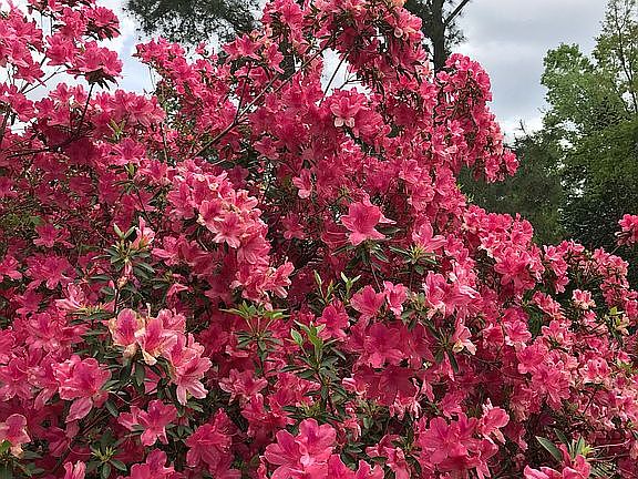 Beautiful Azaleas