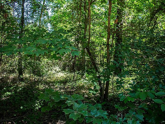 2nd image of 22438 Dogwood Trl