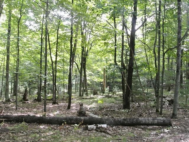 2nd image of Morey Rd