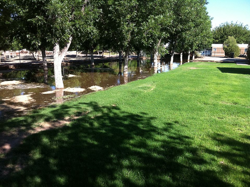 east lawn with 16 pecan tree