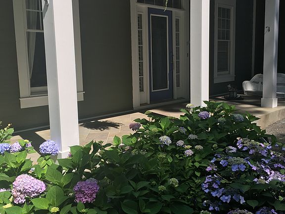 Hydrangea Full Bloom in June