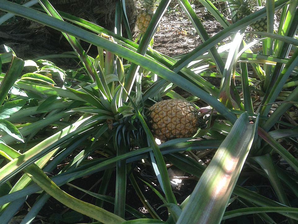 1st image of 12-7003 Kekaikolo St