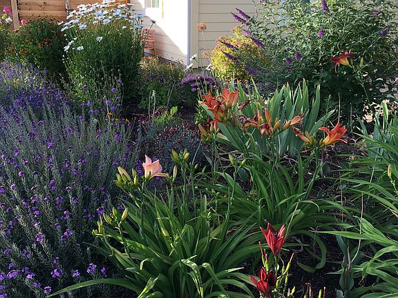Front yard flowers in Spring