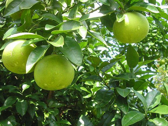 Grapefruit growing in my backyard