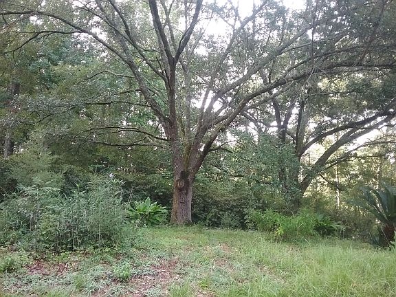 Live Oaks in front yard