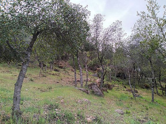 Oak trees predominate.