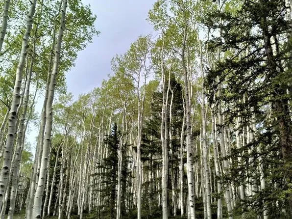 260 Crest Drive, Cimarron, CO 81220