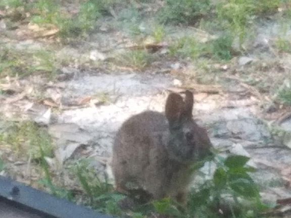 A visitor while I was taking the pictures.