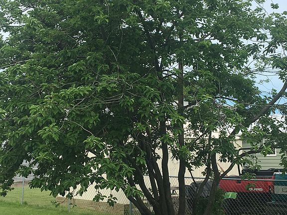 Backyard Choke cherry Tree