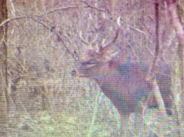 0 Goose Creek Rd, Toddville, MD 21672