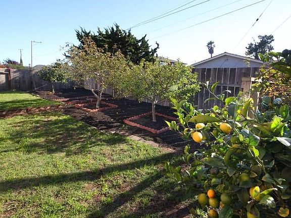 Fruit trees and roses