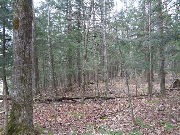 MIXED HARD AND SOFT WOODS