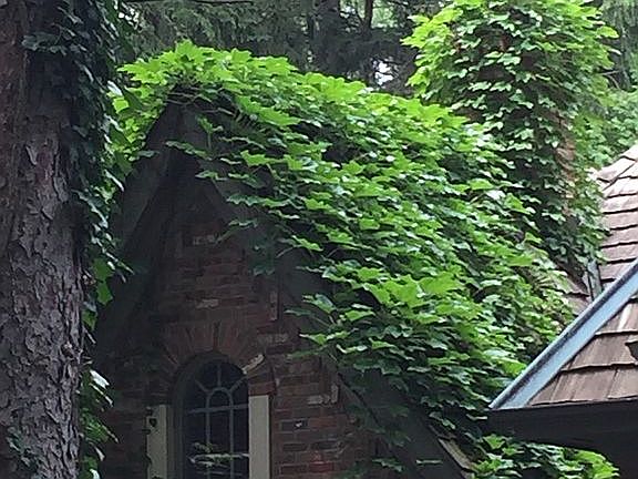 English Ivy