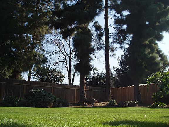 3 pine and 4 fruit trees