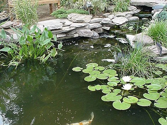 View of Backyard Pond
