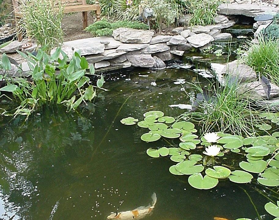 View of Backyard Pond