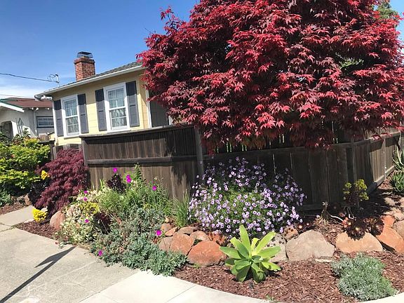 Red Japanese maple and succulents