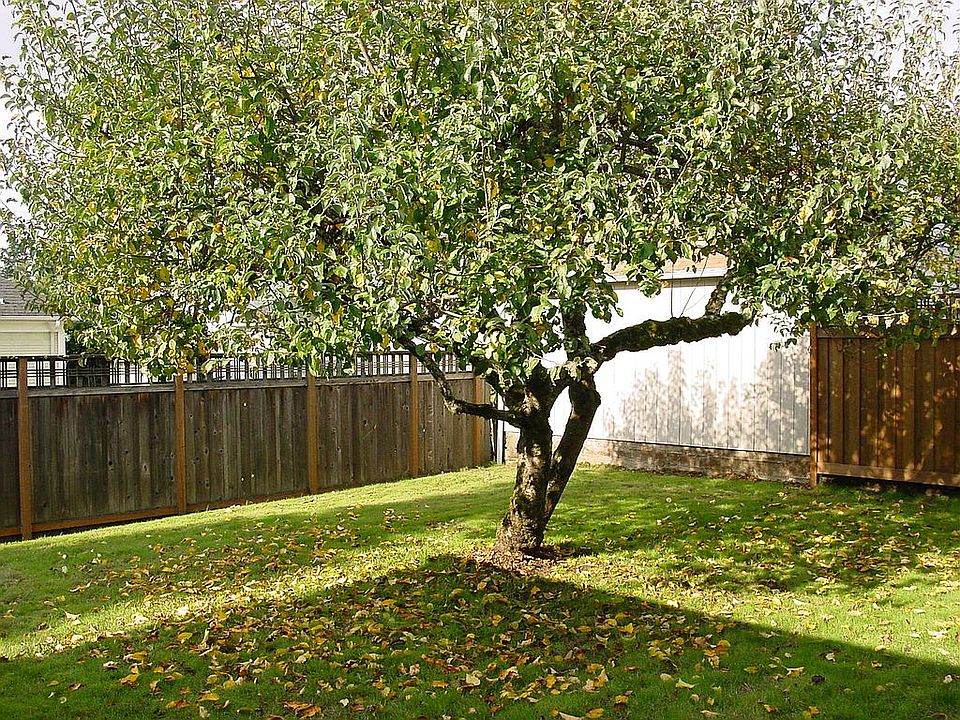 The backyard with apple tree