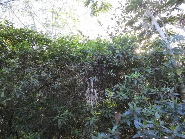 8th Ave Lot 1017, Keaau, HI 96749