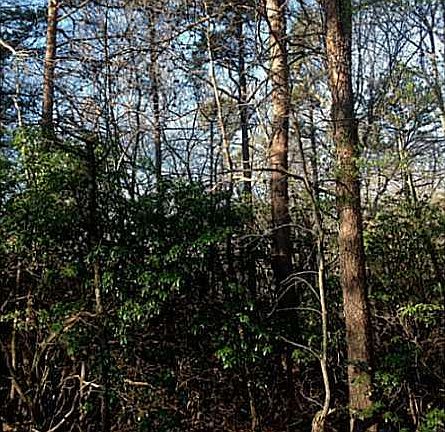 2nd image of 289 Sanderlin Mountain Dr