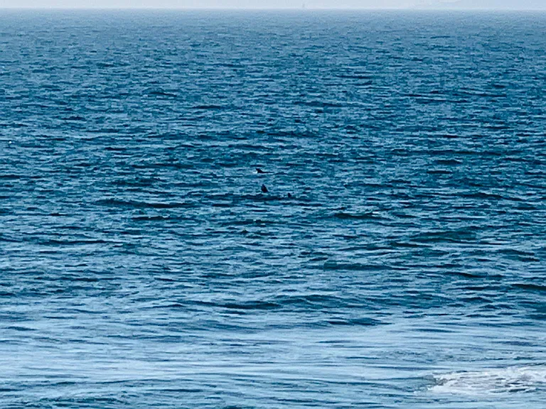 Ok...hard to capture on film but...the dolphins! ______