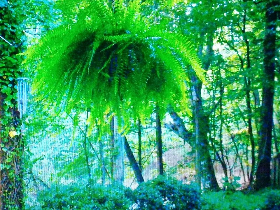 View from your patio.