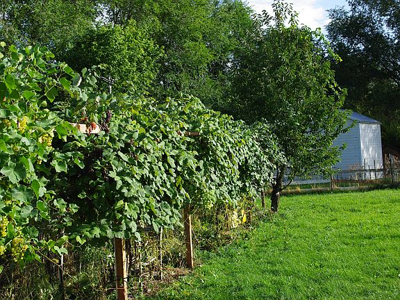 Grape Vines and barn
