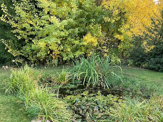 pond