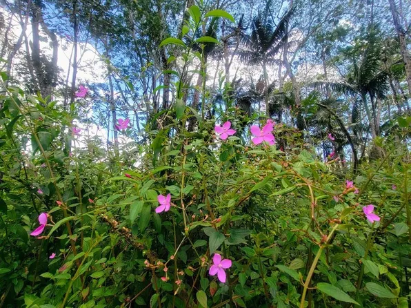 Kauai Rd Lot 638, Pahoa, HI 96778