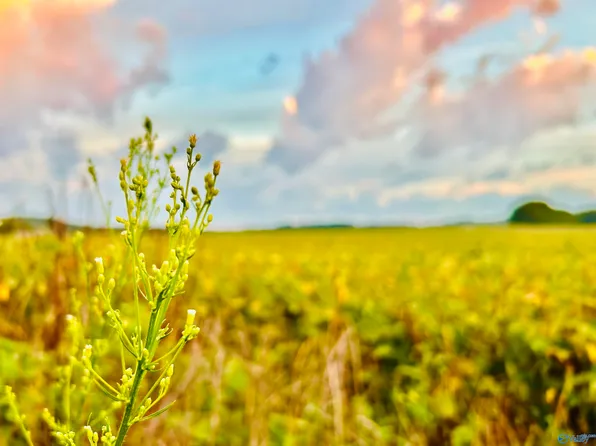 Tower St, Trinity, AL 35673