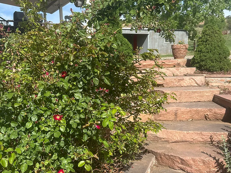Perennial roses