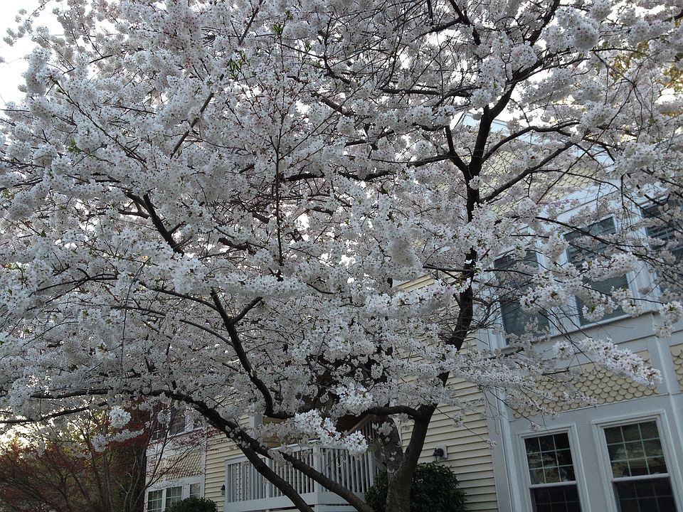 Beautiful blooming tree outside front door