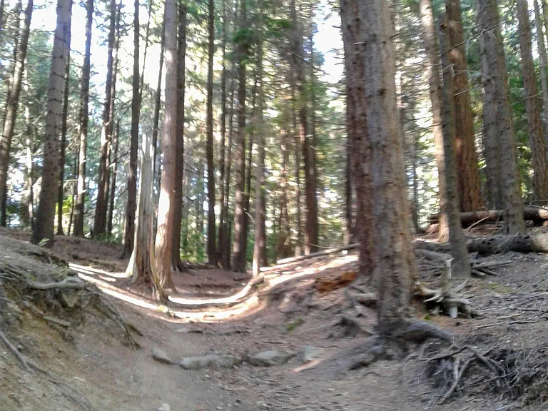 Hiking trail in Hamlin Park - a 100-acre park with multiple trails and beautiful trees within 6 blocks from the house.