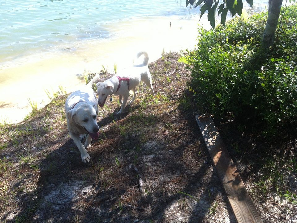 Dogs playing