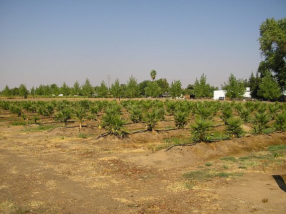 400 Mediterranian Palm Trees  