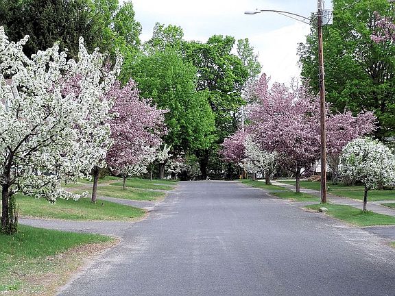 Morgan St in the Spring