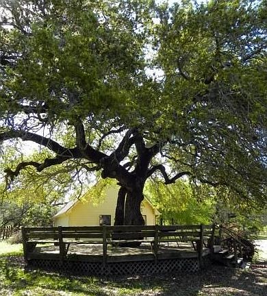 One deck with large oak 