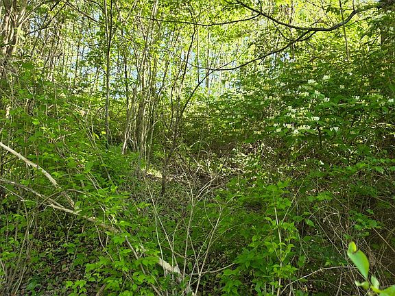 5th image of 11965 Stone Mill Rd